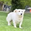 JASMINA, Mix, geb. 01/202