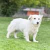 JASMINA, Mix, geb. 01/202