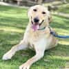DARIA, Labrador-Mix, geb. 05/2022