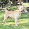 DARIA, Labrador-Mix, geb. 05/2022