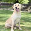 DARIA, Labrador-Mix, geb. 05/2022