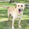 DARIA, Labrador-Mix, geb. 05/2022