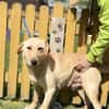 DARIA, Labrador-Mix, geb. 05/2022