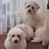 OLA geb. 07/2022 & ALLY geb. 03/2023