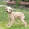 VIVI, Pudel, geb. 05/2023