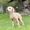VIVI, Pudel, geb. 05/2023