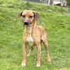ILLI, Bracken Mix, geb. 03/2020