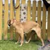 ILLI, Bracken Mix, geb. 03/2020
