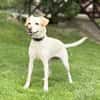 MIANA, Mix, geb. 10/2020