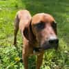 JUSTUS, Save Bracken Mix, geb. 4/2025
