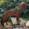 JUSTUS, Save Bracken Mix, geb. 4/2025