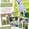 TINKA, Mix, geb. 05/2025