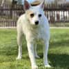 TINKA, Mix, geb. 05/2025