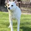 TINKA, Mix, geb. 05/2025
