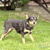 DADKA, Mix, geb. 07/2025