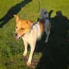 Ginger ein sehr lieber Labbymix