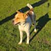 Ginger ein sehr lieber Labbymix