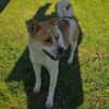 Ginger ein sehr lieber Labbymix