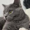 Gordo - hübscher Handicap Kater
