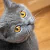 Gordo - hübscher Handicap Kater