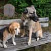 Charmanter Bruno sucht Zuhause