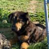 Spocky sucht sein Zuhause (I)