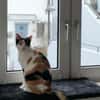 temperamentvolle Blossom / FFM(ALM)