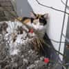 temperamentvolle Blossom / FFM(ALM)