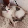 Sonnenschein Mina sucht Zuhause