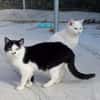 Ruhige Viona sucht Zuhause