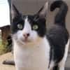 Tabby sucht eine liebevolle Familie