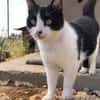 Tabby sucht eine liebevolle Familie