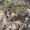 Hundedame Pinky❤sucht ruhiges Zuhause