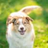 Hundedame Pinky❤sucht ruhiges Zuhause