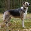 Darcy - kinderfreundlich, ruhig