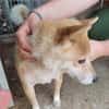 Bibi-Biszu-PP freundliche Shiba-Maus