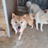 Bibi-Biszu-PP freundliche Shiba-Maus