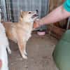 Bibi-Biszu-PP freundliche Shiba-Maus