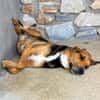 Entspannter Rocky sucht Zuhause