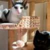 Tom & Pisa - warten in Berlin !........