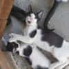 Kleiner Multi sucht Zuhause!
