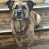 MARTI - liebevoller, sanfter Hundemann
