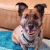 MARTI - liebevoller, sanfter Hundemann