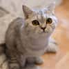 Hera sucht ein liebevolles Zuhause