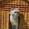 Hera sucht ein liebevolles Zuhause