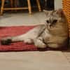 Hera sucht ein liebevolles Zuhause