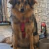 TRIXIE, Mix, geb. 02/2023