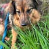 TRIXIE, Mix, geb. 02/2023