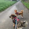 TRIXIE, Mix, geb. 02/2023