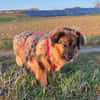 TRIXIE, Mix, geb. 02/2023